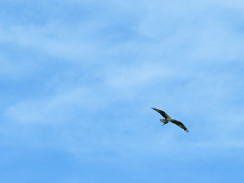 adult osprey flying with fish